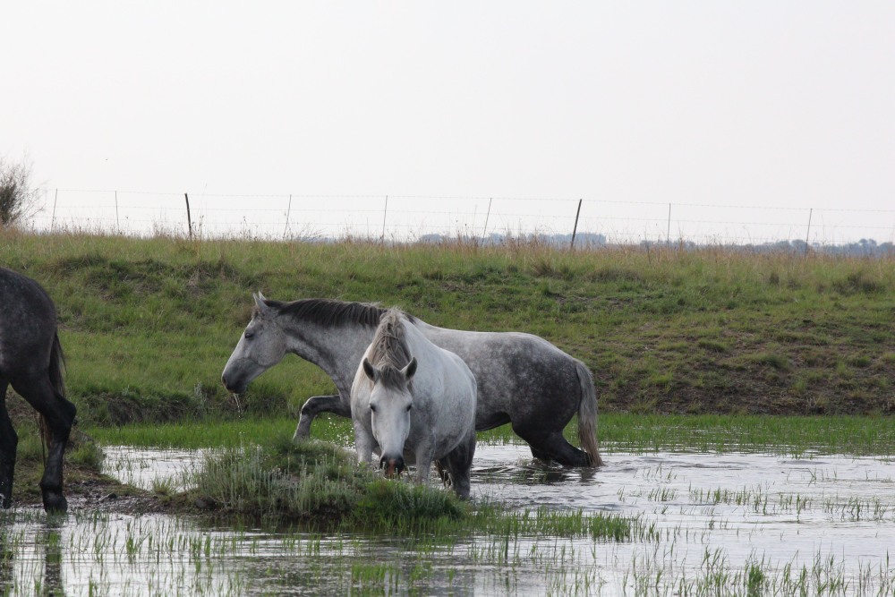 Pure bred percheron sport horses009.jpg